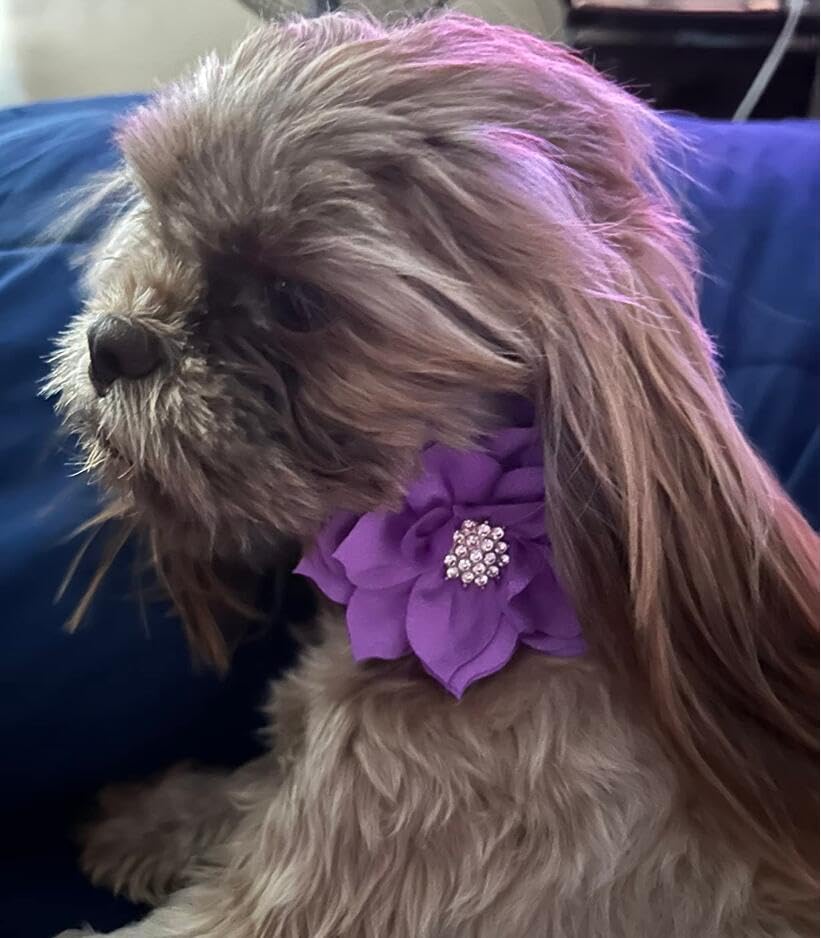 Rhinestone Dog Collar, Cute Dazzling Sparkling Soft Suede Leather Dog Cat Rhinestone Collar Crystal Diamond Pet Dog Puppy Collar (XS, Blue-1)