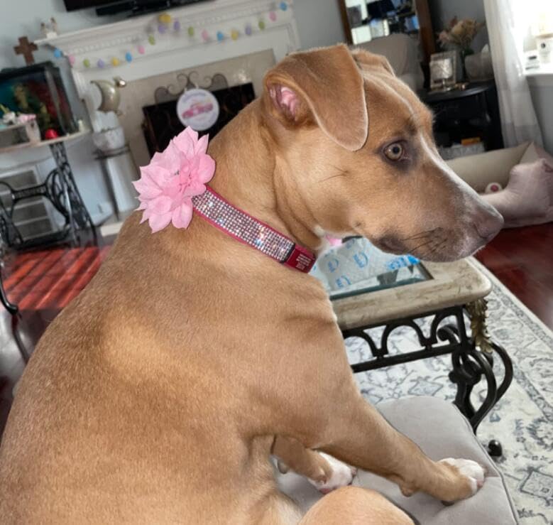 Rhinestone Dog Collar, Cute Dazzling Sparkling Soft Suede Leather Dog Cat Rhinestone Collar Crystal Diamond Pet Dog Puppy Collar (XS, Blue-1)