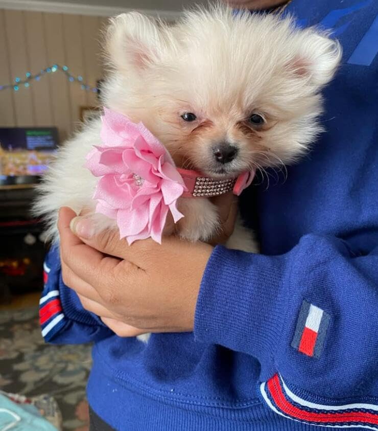 Rhinestone Dog Collar, Cute Dazzling Sparkling Soft Suede Leather Dog Cat Rhinestone Collar Crystal Diamond Pet Dog Puppy Collar (XS, Blue-1)