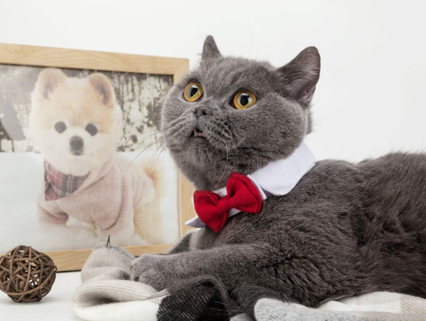 Handcrafted Adjustable Formal Pet Bowtie Collar Neck Tie for Dogs & Cats (S, Black)