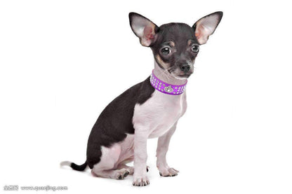 Rhinestone Dog Collar Crown Rhinestone Diamante Jewelry Crystal PU Leather Pet Dog Cat Puppy Collar(Hot Pink,M 26-32cm)